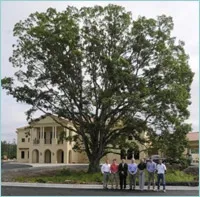 Large oak tree at Greystone Cosmetic Center